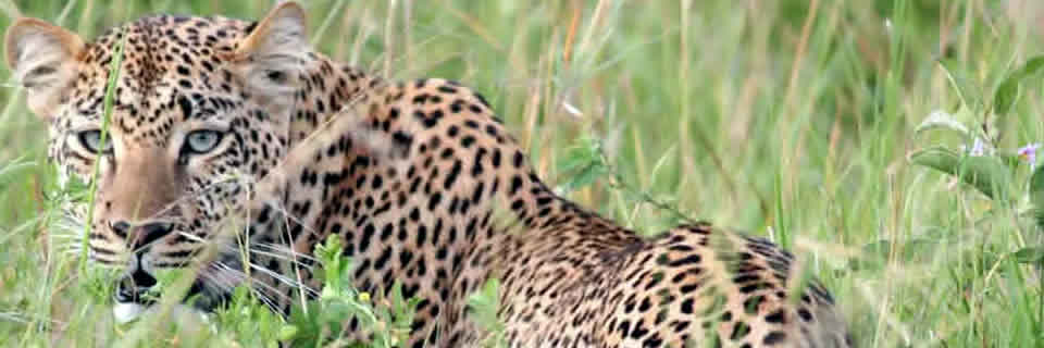 Dudhwa National Park