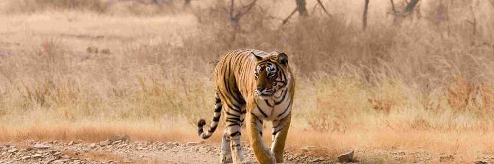 Jaipur Sightseeing Tour with Tigers