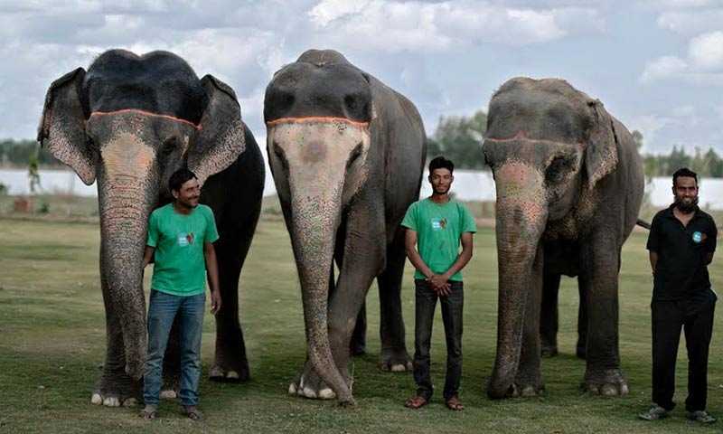 Jaipur City & Elephantastic Tour