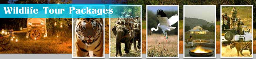 Wildlife Tour Packages