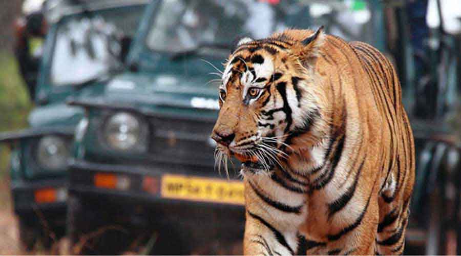 sasan-gir1