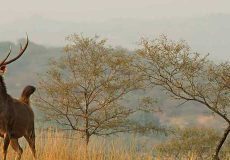 Rajasthan Wildlife Tour Packages