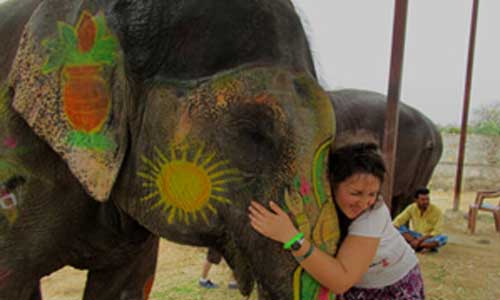 Jaipur City Elephantastic Tour2