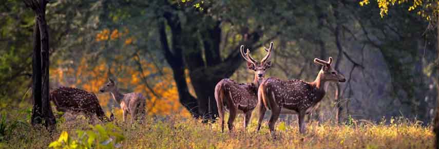 National-Park Jaipur Delhi Agra Ranthambore National Park