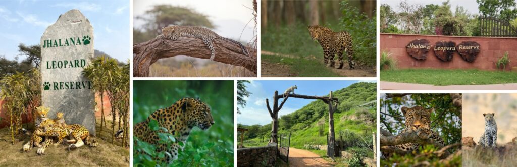 jhalana jaipur safari