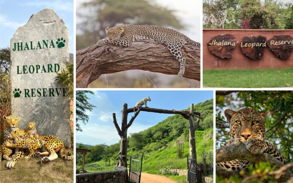 jhalana-leopard-safari-jaipur
