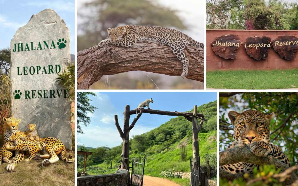 jhalana-leopard-safari-jaipur