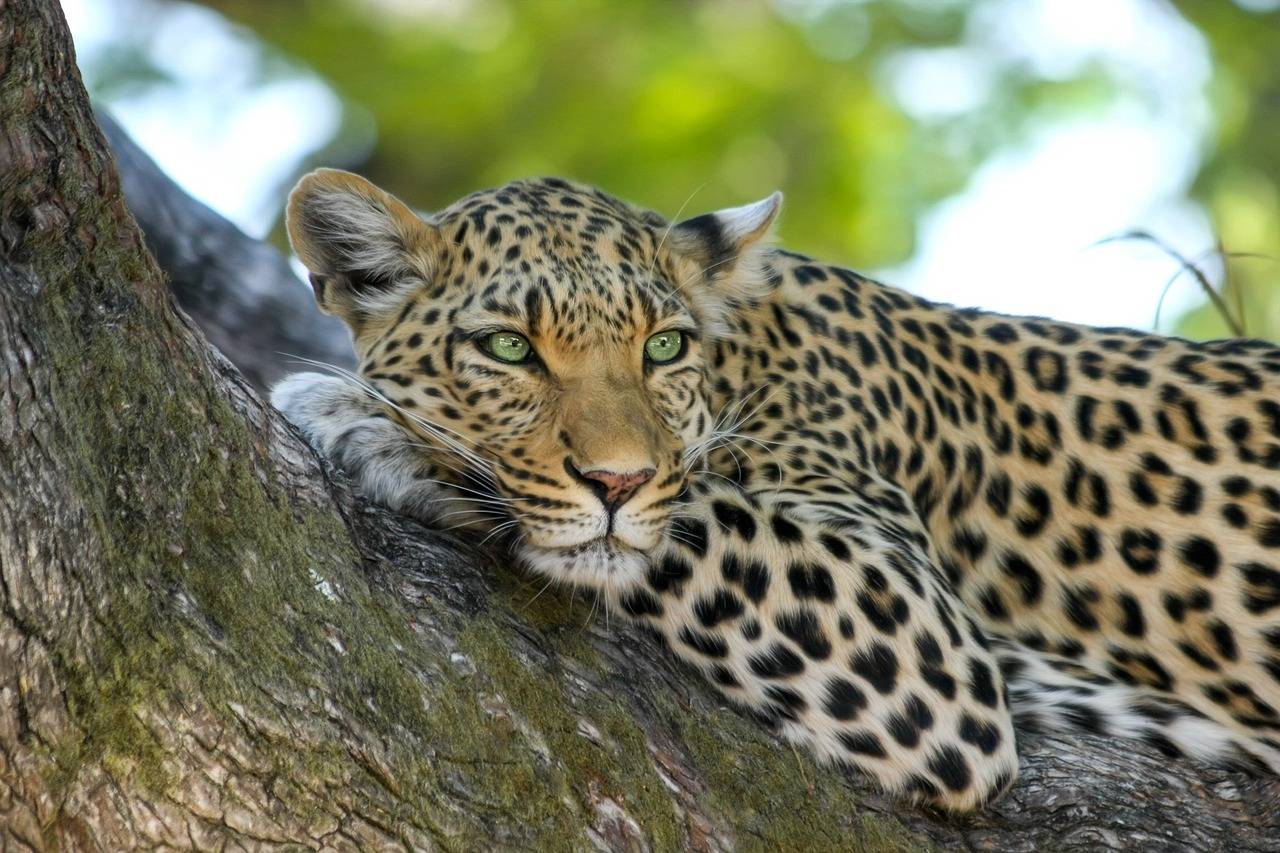 Jhalana Leopard Safari