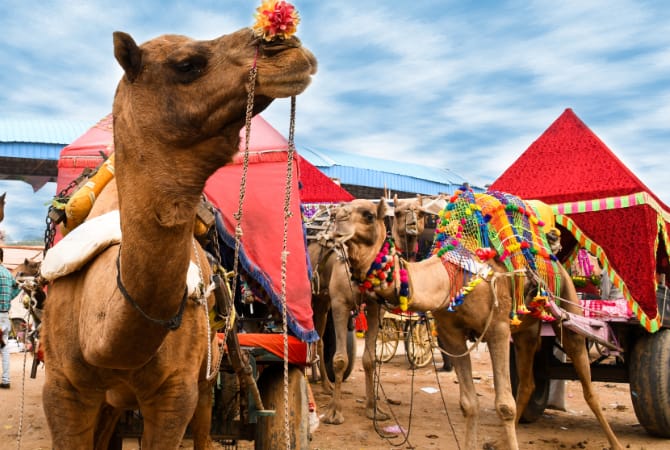 pushkar camel festival