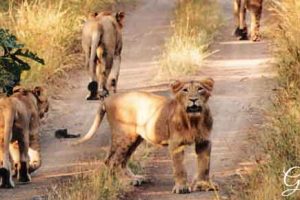 Gir-National-Park-1